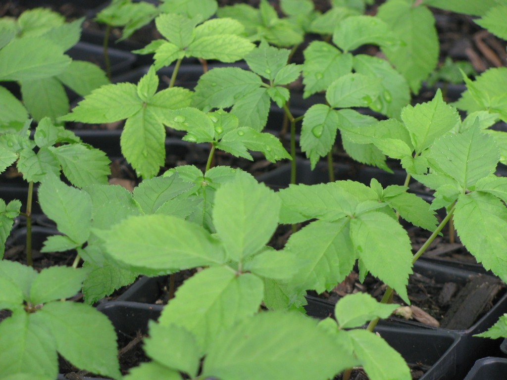 Two year old American Ginseng plants