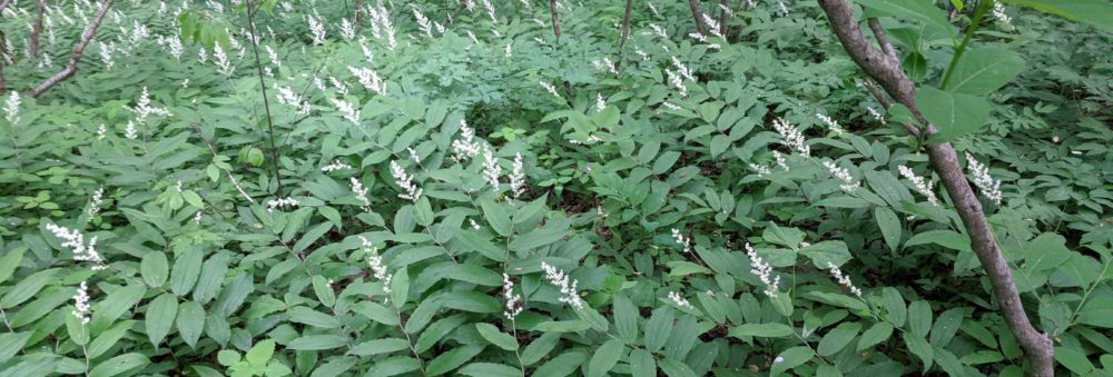 Red Root Native Nursery